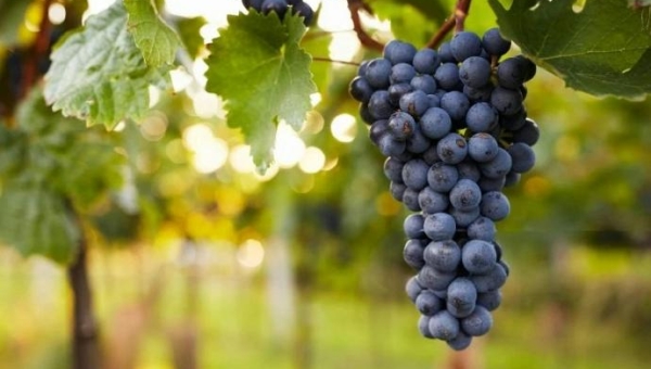 Σταφύλια ανθεκτικά στις ασθένειες, έρευνα για το υβρίδιο του μέλλοντος